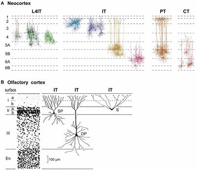 Neocortical Lamination: Insights from Neuron Types and Evolutionary Precursors